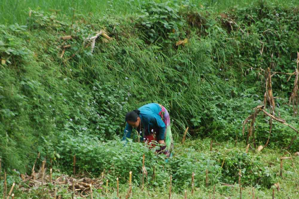 112 - Nepal - Bandipur, mujer en el campo